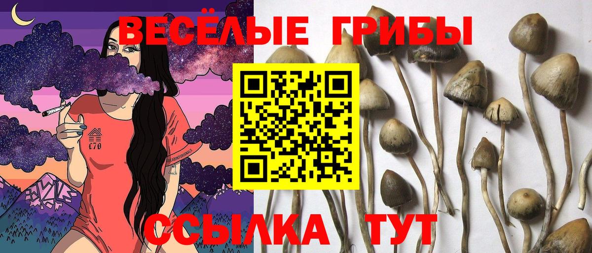 Псилоцибиновые грибы Cubensis  купить закладку  Владимир  Галлюциногенные грибы MAGIC MUSHROOMS  Вход с VPN 